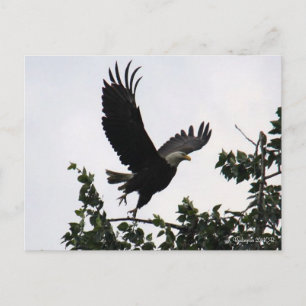 Eagle Lift Off Briefkaart