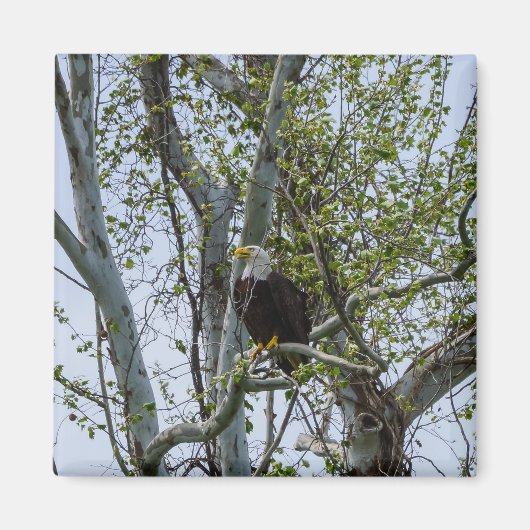 Eagle Magneet (Voorkant)