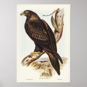 Eagle met zijstaarten door Elizabeth Gould Poster