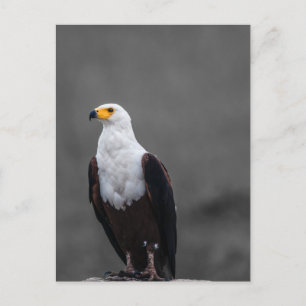 Eagle minimalistische selectieve kleurenfotografie briefkaart