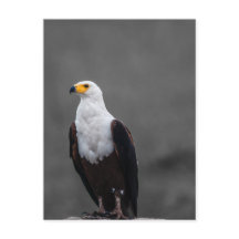 Eagle minimalistische selectieve kleurenfotografie