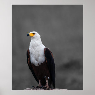 Eagle minimalistische selectieve kleurenfotografie poster