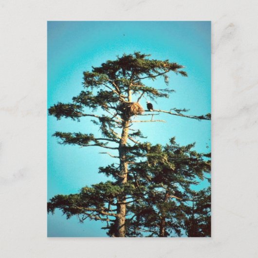 Eagle Nest Briefkaart (Voorkant)