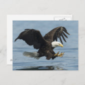Eagle on Approach Briefkaart (Voorkant / Achterkant)