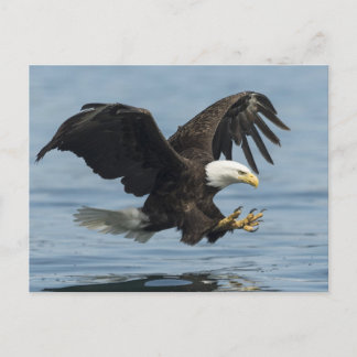 Eagle on Approach Briefkaart