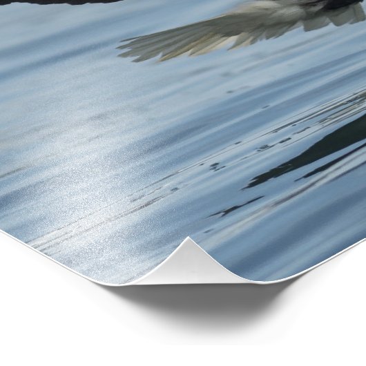 Eagle on Approach Foto Afdruk (Hoek)