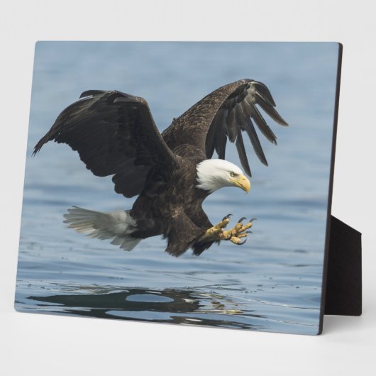 Eagle on Approach Fotoplaat (Zijkant)