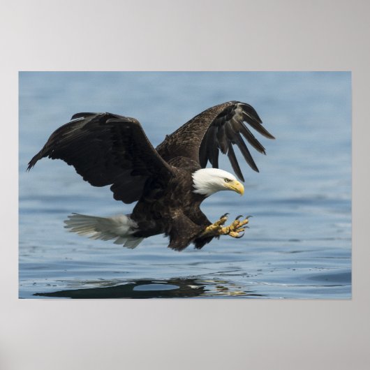 Eagle on Approach Poster (Voorkant)