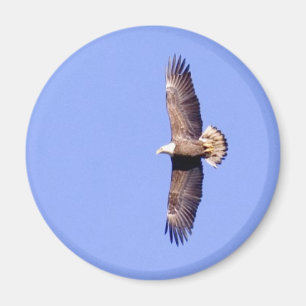 Eagle Over Conowingo Magneet