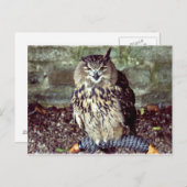 Eagle Owl Briefkaart (Voorkant / Achterkant)