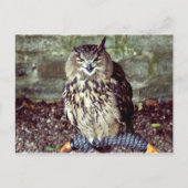 Eagle Owl Briefkaart (Voorkant)