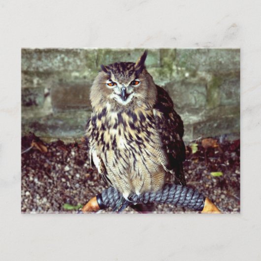 Eagle Owl Briefkaart (Voorkant)
