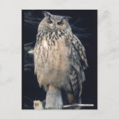 Eagle owl briefkaart (Voorkant)