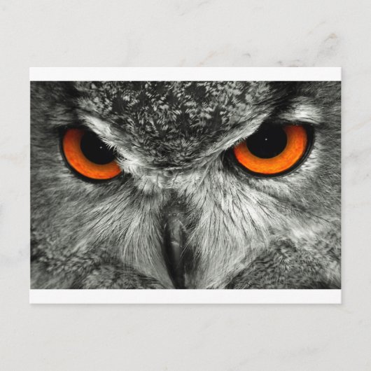 Eagle Owl Briefkaart (Voorkant)