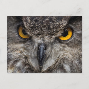 Eagle Owl Briefkaart