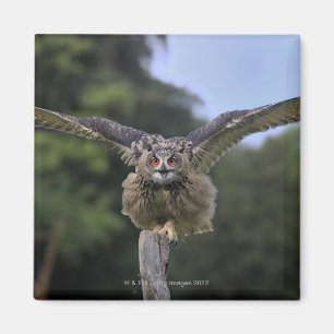 Eagle Owl (Bubo bubo) Magneet