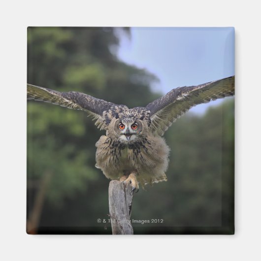 Eagle Owl (Bubo bubo) Magneet (Voorkant)