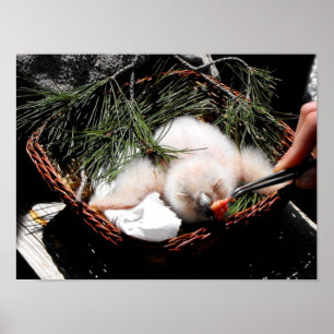 Eagle owl chick tijdens de voedertijd poster