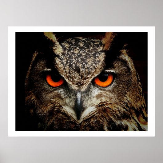 Eagle Owl Eyes Poster (Voorkant)