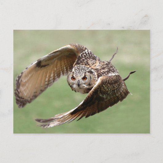 Eagle Owl in vlucht Briefkaart (Voorkant)