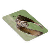 Eagle Owl in vlucht Magneet (Rechterzijde)
