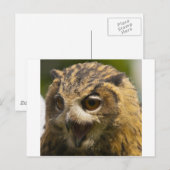 eagle owl.jpg briefkaart (Voorkant / Achterkant)