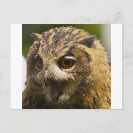 eagle owl.jpg briefkaart (Voorkant)
