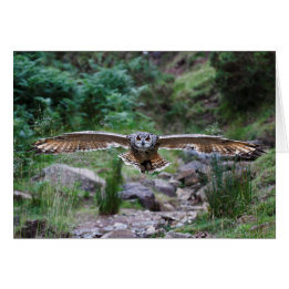 Eagle Owl. Voorwaartse beweging