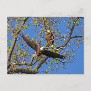 Eagle Pair Briefkaart