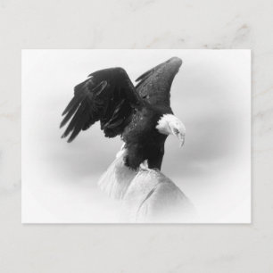 Eagle Post Kaart