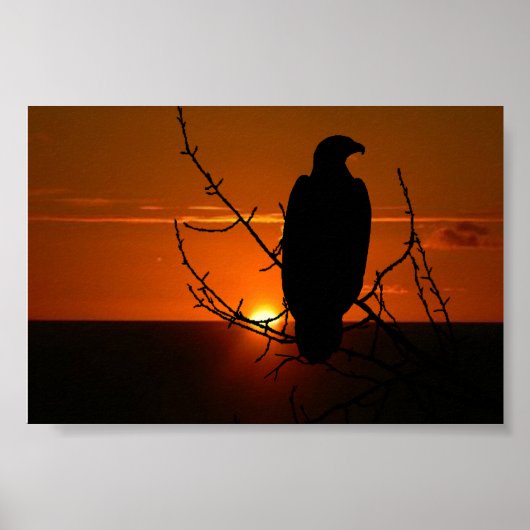 Eagle Poster (Voorkant)