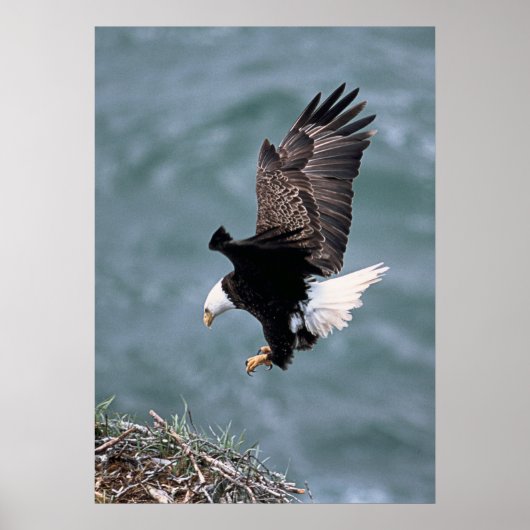 Eagle Poster (Voorkant)