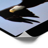 Eagle Poster (Hoek)