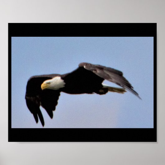 Eagle Poster (Voorkant)