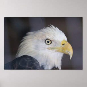 Eagle Poster