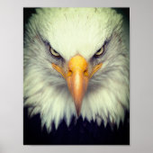 Eagle Poster (Voorkant)