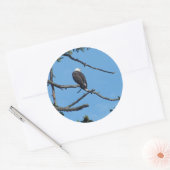 Eagle Sticker (Envelop)