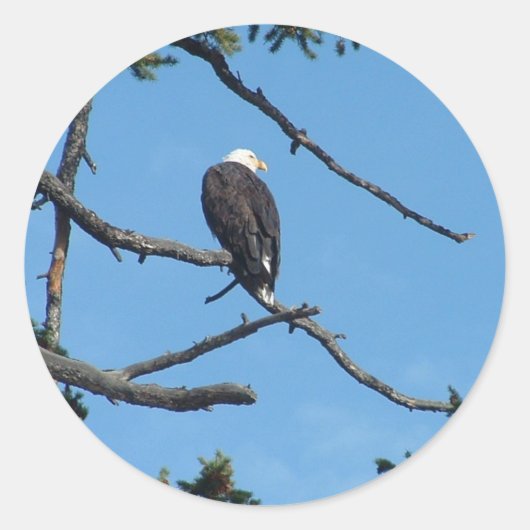 Eagle Sticker (Voorkant)