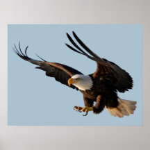 Eagle Swooping Down Poster
