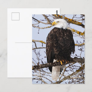 Eagle-symboliek Briefkaart