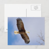 Eagle tijdens de vlucht briefkaart (Voorkant / Achterkant)