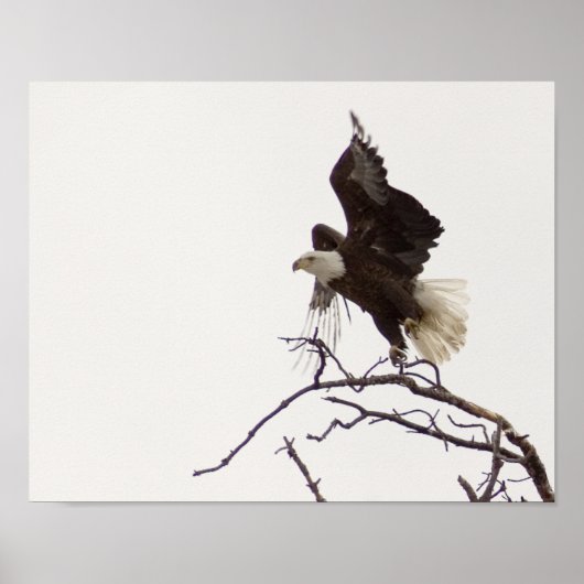 Eagle tijdens de vlucht poster (Voorkant)