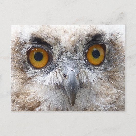 Eagle uil briefkaart (Voorkant)