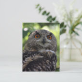 Eagle-uil Briefkaart (Staand voorkant)