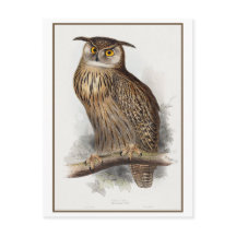 Eagle Uil Illustratie door Edward Lear