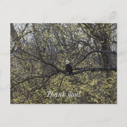 Eagle Uitzicht Schilderachtig Briefkaart (Voorkant)