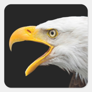 Eagle Vierkante Sticker