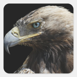 Eagle Vierkante Sticker