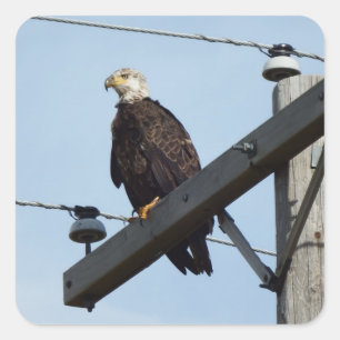 Eagle Vierkante Sticker