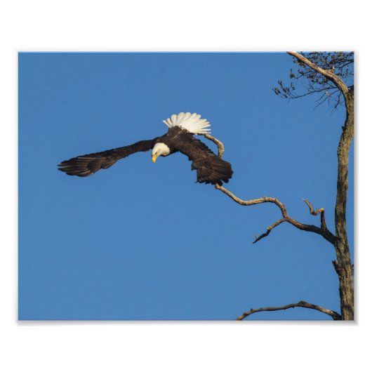 Eagle vliegt foto afdruk (Voorkant)